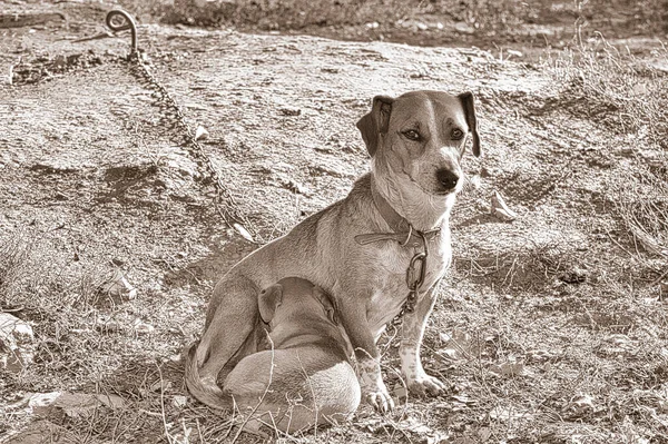 Cani Mamma Bambino Nel Cortile Della Casa Cucciolo Sta Mentendo — Foto Stock