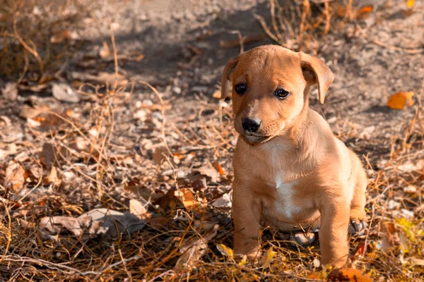 Valpen Shepherd Porträtt Utsikt Framifrån Sommar Naturen Mitt Dagen Sol — Stockfoto