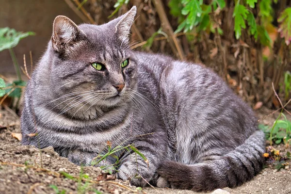 Grå Randig Lantkatt Sällskapsdjur Skjuter Naturen Framifrån Gurkväxter — Stockfoto