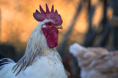 Beyaz Horoz. Portre. Arka planda tavuk var..
