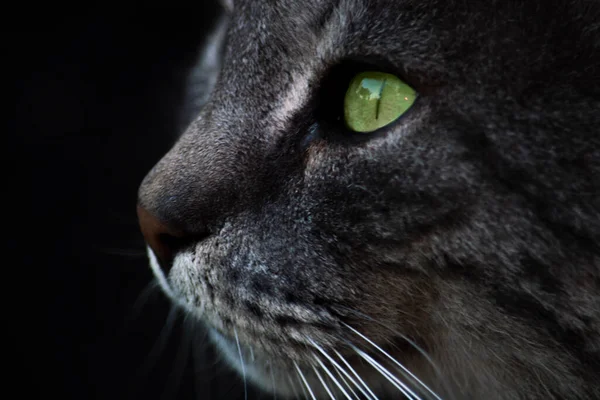 Katt Stort Huvud Porträtt Utsikten Från Sidan Isolerad Svart Bakgrund — Stockfoto