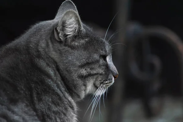 Katt Stort Huvud Porträtt Utsikten Från Sidan Isolerad Svart Bakgrund — Stockfoto