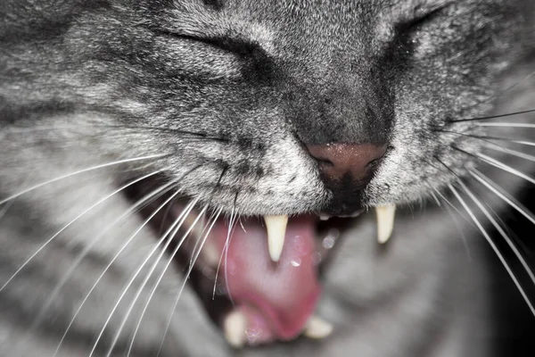 Katt Stort Huvud Porträtt Mjukt Fokus Öppnade Munnen Med Tänderna — Stockfoto