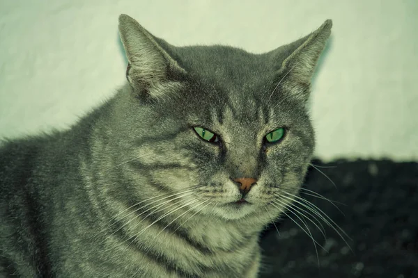 Katt Stort Huvud Porträtt Utsikten Från Sidan Isolerad Svart Bakgrund — Stockfoto