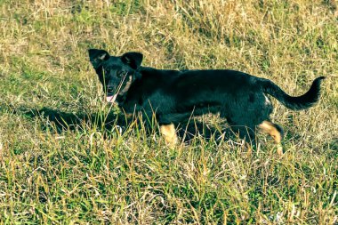 Sağa koşuyor, sola ve kameraya bakıyor..