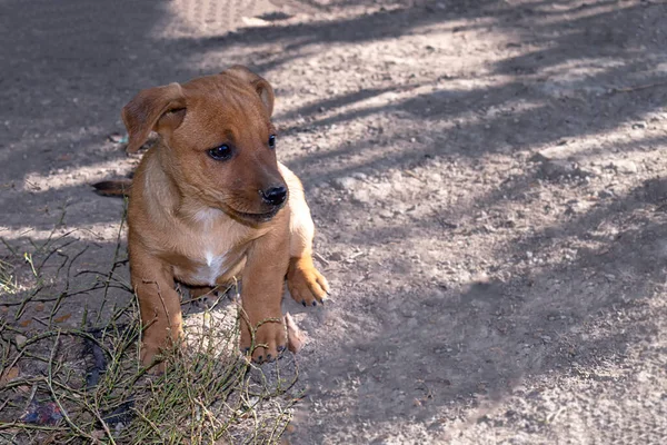 Gembala Anak Anjing Potret Lihat Dari Depan Musim Panas Alam — Stok Foto