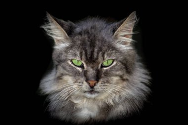 Siyah zemin üzerinde kedi başkanı izole.