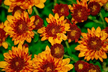 Beyaz arka planda sarı-turuncu kasımpatılar. Ön görünüm, hediye kartı deseni