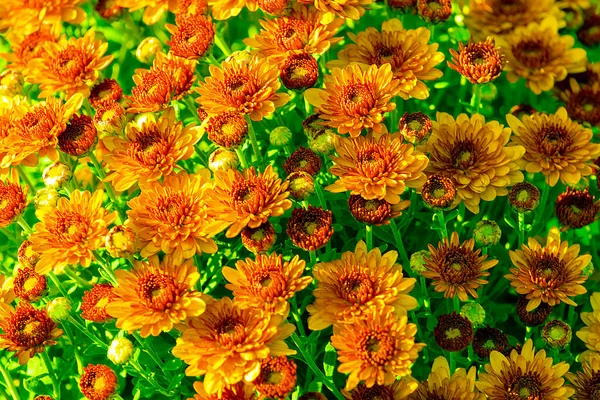 Yellow Orange Chrysanthemums White Background Front View Gift Card Texture — Stock Photo, Image