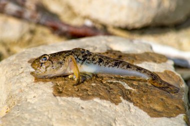 Balık boğası goby rotan. Yazın Kırım 'da bir oltaya takılmış.