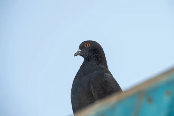 Paloma Negra Sienta Techo Del Palomar Mira Hacia Cielo Pálido —  Fotos de Stock