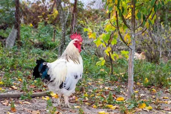 White Rooster Portrait Chickens Background — Stock Photo, Image