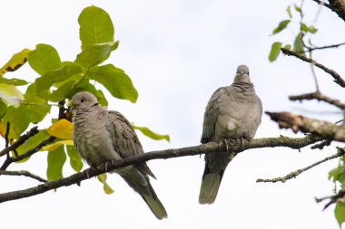 Bir dalda iki güvercin. Erkek ve kadın. Aşağıdan ön manzara. Güneşli bir yaz günü..