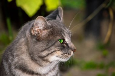Gri çizgili kedi yana bakıyor. Yazın kırsal bitki örtüsünün arka planına karşı..