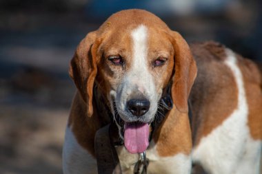 Bulutlu bir günde Estonya av köpeği portresi. Ön görünüm.