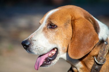 Bulutlu bir günde Estonya av köpeği portresi. Ön görünüm.