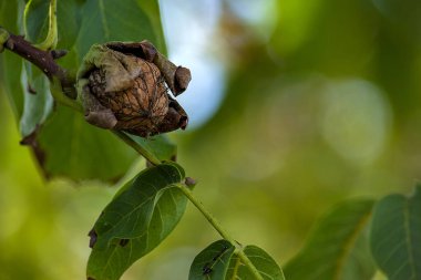 Bir dalda olgun ceviz. Aşağıdan yeşil arkaplanda görüntüle.