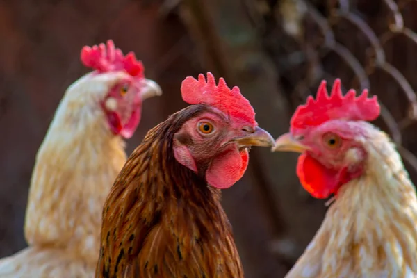 Cute chicken\'s backs, three hens are grazing in the green field