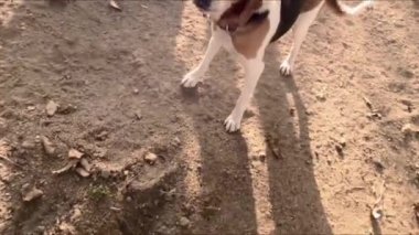 Bir adam zincire bağlı bir köpekle oynar. Estonya köpeği. Birinci şahıs görünümü.