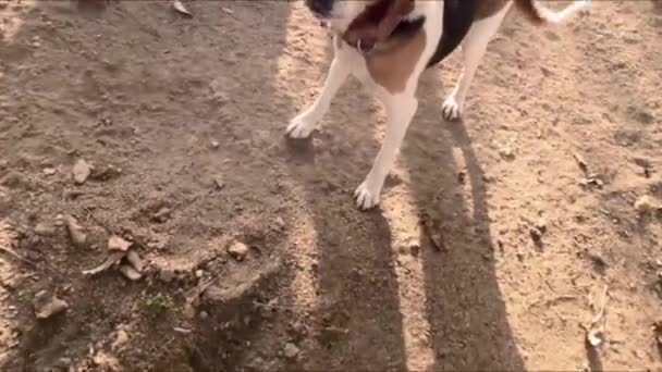 Man Plays Dog Tied Chain Estonian Hound First Person View — Video Stock