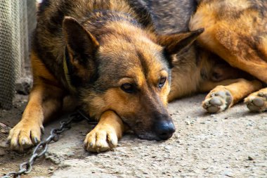 Bekçi köpeği zincirlenmiş bir çoban köpeği. Kabinin yanındaki yolda yatıyor..