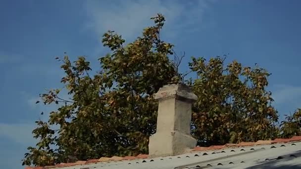 Drzewo Jest Wysokie Komin Starego Domu Słoneczny Jesienny Dzień Widok — Wideo stockowe