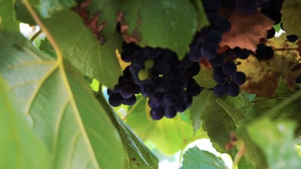 Des Grappes Raisins Isabella Journée Ensoleillée Automne Vue Face Gros — Video