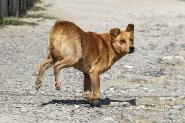 Çocuk parkında başıboş bir köpek koşuyor. Güneşli bir yaz günü. Yan görünüm.