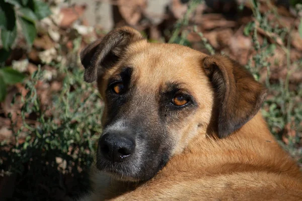 Retrato Perro Marrón Con Hocico Negro Día Soleado Otoño Vista — Foto de Stock