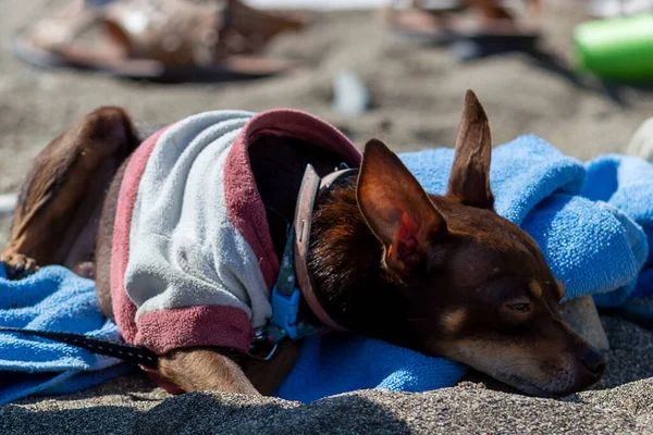 Dobermann Kneifer Liegt Auf Einem Handtuch Strand Sonniger Herbsttag Seitenansicht — Stockfoto