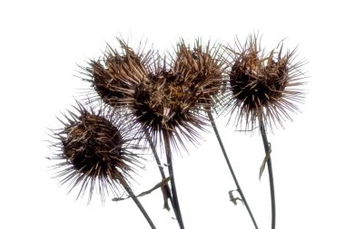 Beyaz arka planda kuru dulavrat otu izole edildi. Güneşli bir sonbahar günü. Ön görünüm.