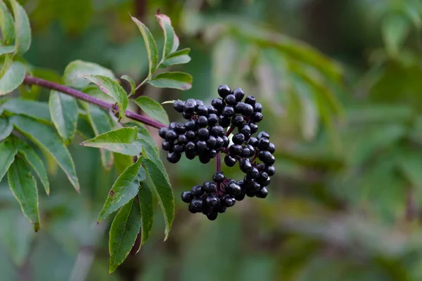 Elderberry Plant Fruit Branch Background Vegetation Green Sunny Autumn Day — Stock Photo, Image