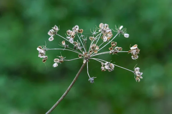Virágok Erdőben Zöld Háttérrel Napos Őszi Nap Előnézet — Stock Fotó