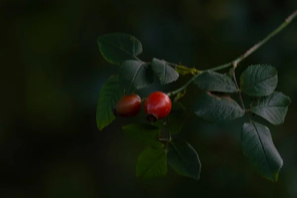 Owoce Róży Gałęzi Ciemnym Tle Słoneczny Jesienny Dzień Widok Przodu — Zdjęcie stockowe