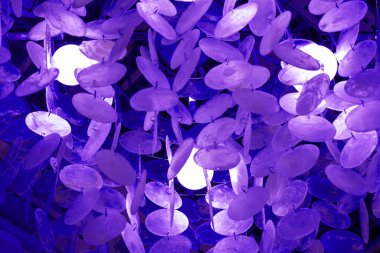 Mavi avizenin bir parçası. Ön manzara, iç mekan yatay çekim.