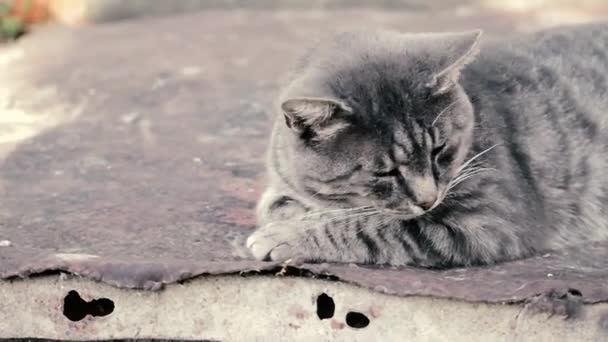 Сірий Смугастий Кіт Сонячний Осінній День Вид Збоку — стокове відео
