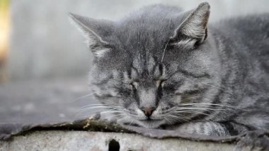 Gri çizgili kedi. Güneşli bir sonbahar günü. Yan görünüm.