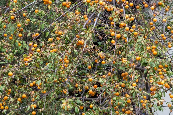 Yellow Plum Fruit Tree Branches Sunny Autumn Day Front View — Stock Photo, Image