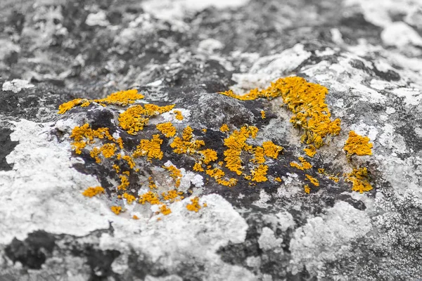 Musgo Amarillo Sobre Una Piedra Gris Día Soleado Otoño Vista — Foto de Stock