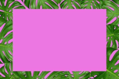 Yeşil canavar yaprakları ve pembe bir arka plan çerçevesi. Üst görünüm ve kopyalama alanı.