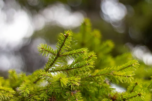 Ramos Pinheiro Sobre Fundo Desfocado Bokeh Vista Lado Dia Ensolarado — Fotografia de Stock