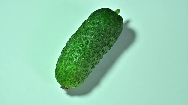 Cucumber Young Crop Pimples Blue Background Movement Circle Isolate — Stock Video