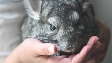 Chinchilla kızın kollarında gri çizgili. Yakın plan çekim. Ön görünüm.