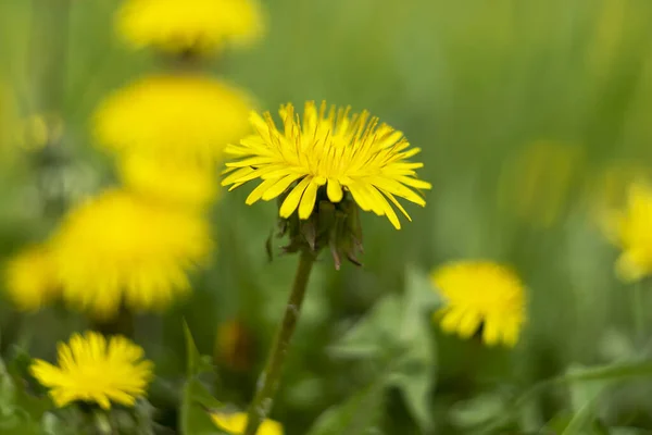 Gräsmatta Blomma Natur Maskros Grön Säsong Sommar Äng Gul — Stockfoto