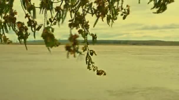 Bladeren Berkenbloemen Tegen Achtergrond Van Een Modderige Rivier Wind — Stockvideo