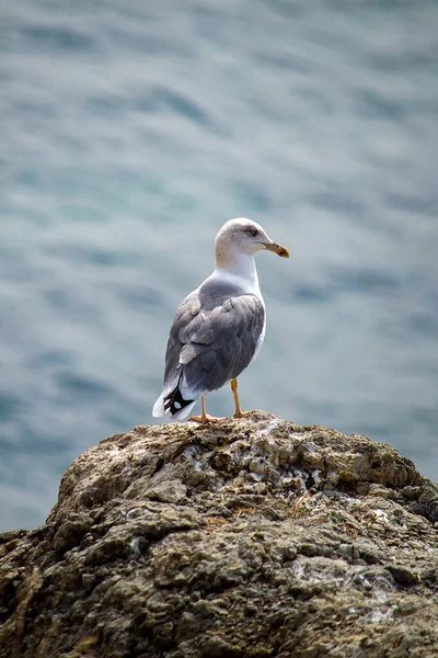 Seagull on rock near cliff. Sea. Sunny autumn day. Back view.