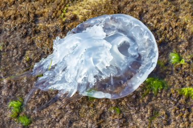 Fırtınadan sonra Karadeniz kıyılarına ölü denizanaları atıldı..