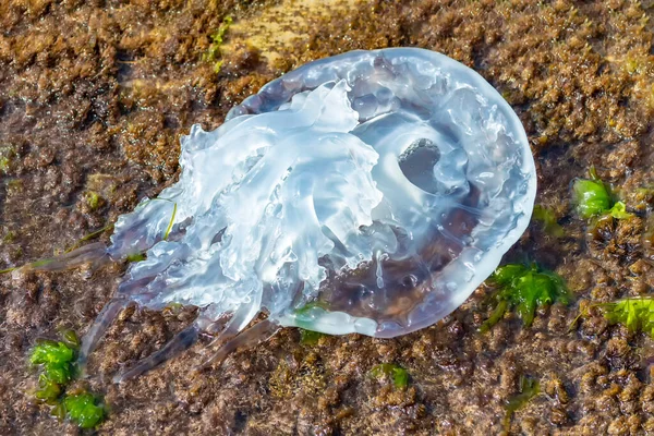 Fırtınadan sonra Karadeniz kıyılarına ölü denizanaları atıldı..