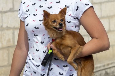 Kadının kollarında kırmızı kahverengi dekoratif mini köpek.