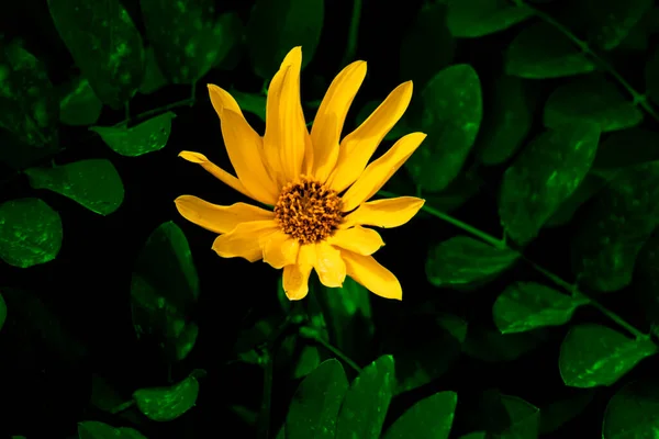 Flor Amarilla Contra Las Hojas Verdes Sombra Tropical —  Fotos de Stock